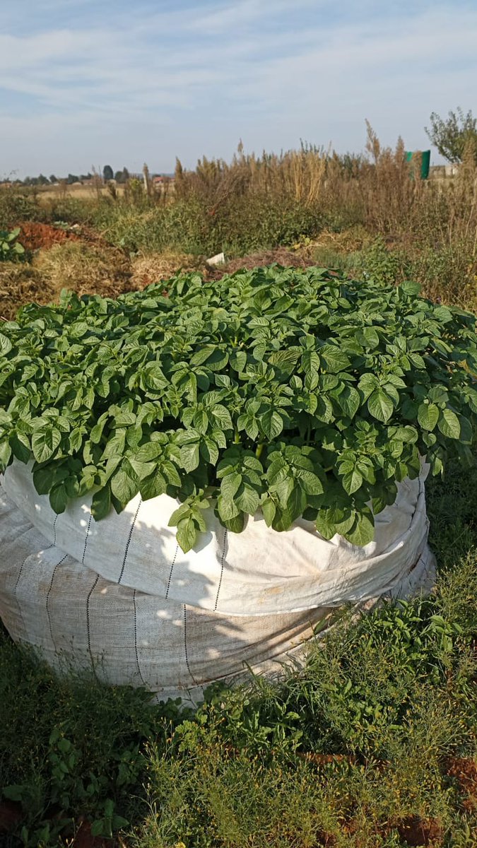 MatsaunyaneBame's tweet photo. Doing what we love doing like we doing it for TV......
Vaal was ready to adopt new technologies!!
Bag system = check
Potato growing = check
#OwnSeedProduction #SmallholderFarmerDevelopment https://t.co/ck4jrU7Tn1