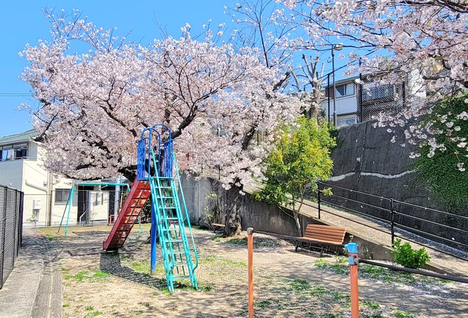 色づく世界の明日から聖地巡礼東山公園と桜🌸の木#色づく世界の明日から #東山公園 