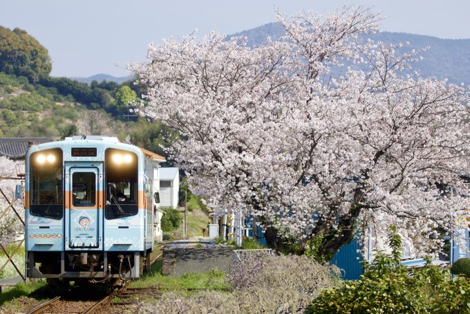 2023/4/2天竜浜名湖鉄道 111レTH2109 ゆるキャン△ラッピング昨年撮れなかった『ゆるキャン×桜』今年は無事