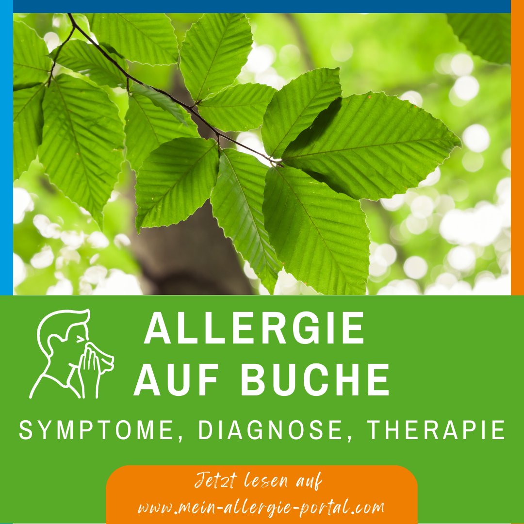 MeinAllergiePor's tweet photo. Die #Rotbuche (Fagus sylvatica) ist mit 15% der häufigste Laubbaum in deutschen Wäldern. Allergien werden vermutlich meist nicht durch die Buche selbst ausgelöst, sondern als Kreuzreaktion auf Birkenpollen.
Lest im Artikel mehr! 🌿 https://t.co/7Pr3kcKOFq https://t.co/c29sfa7758