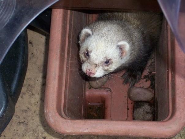AndiLeeWrites's tweet photo. Happy National Ferret Day everyone! Iβve had many ferrets, over the years, Iβve even written about them in my smalltown romance Risky Business! π#nationalferretday #ferretsofinstagram #ferret #mmromance #smalltownromance #mmauthor https://t.co/6HDj6f5LpO https://t.co/YQgmPsEmaP