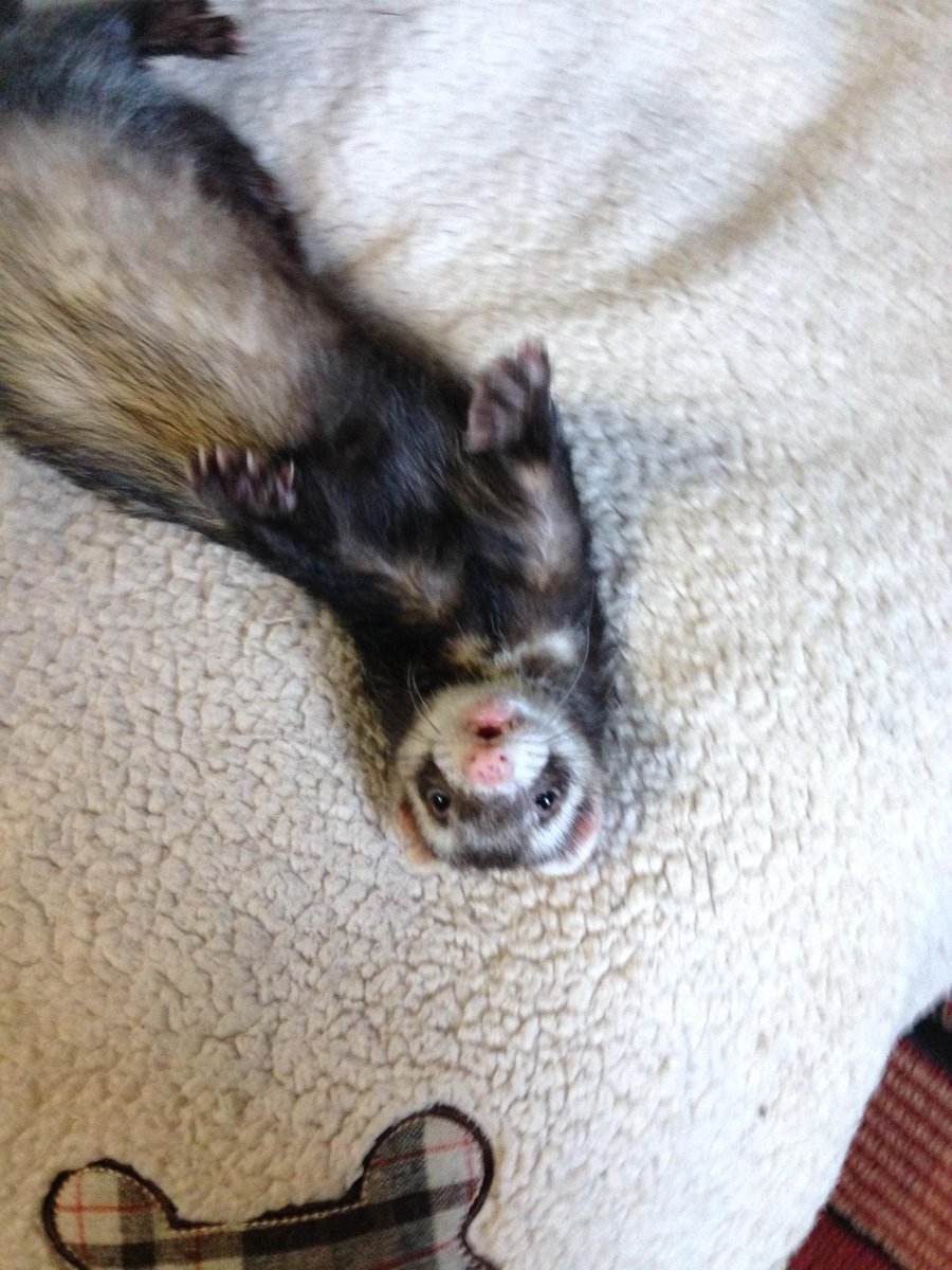 AndiLeeWrites's tweet photo. Happy National Ferret Day everyone! Iβve had many ferrets, over the years, Iβve even written about them in my smalltown romance Risky Business! π#nationalferretday #ferretsofinstagram #ferret #mmromance #smalltownromance #mmauthor https://t.co/6HDj6f5LpO https://t.co/YQgmPsEmaP