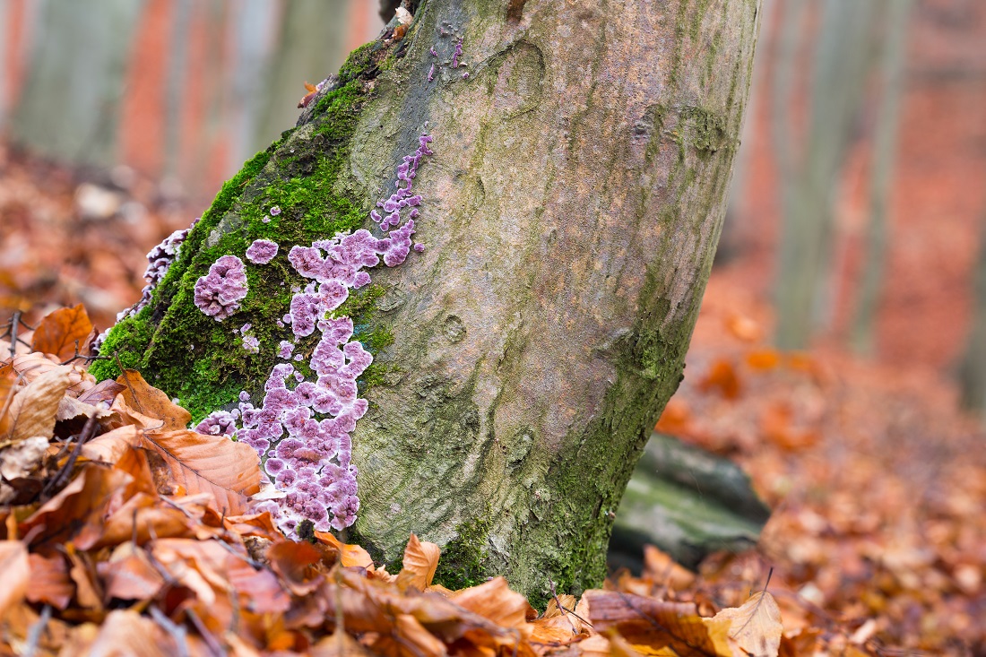 Be Very Afraid: The first case of a plant fungus called Chondrostereum purpureum infecting human beings has been reported from Kolkata #fungalinfection