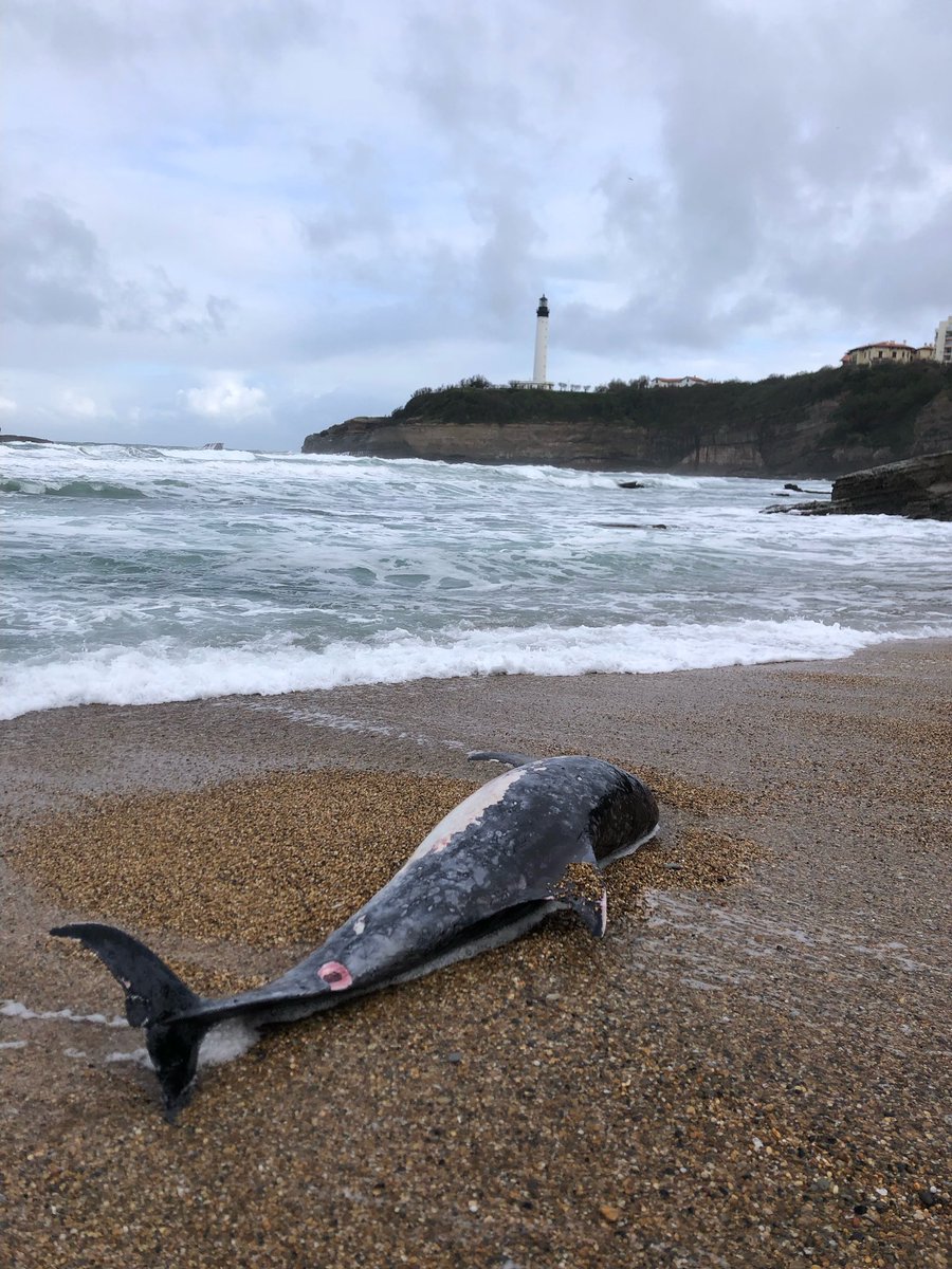 Biarritz, à l’instant. L’hécatombe continue.