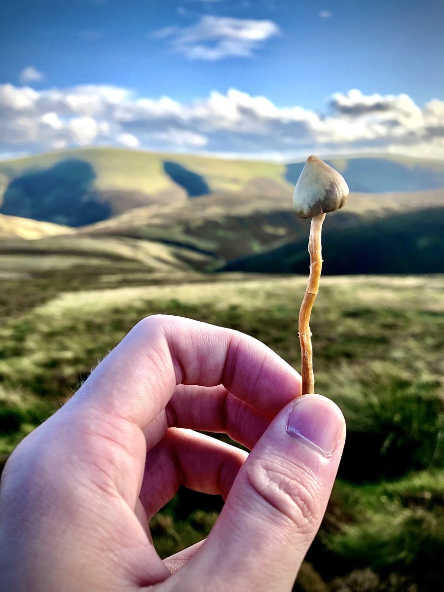 MycoCallum's tweet photo. 25th October 2021 freshly picked Liberty Cap (Psilocybe Semilanceata) ๐๐ด๓ ง๓ ข๓ ณ๓ ฃ๓ ด๓ ฟ #LibertyCap #Psilocybe #TheDoorsOfPerception https://t.co/G8r5GEauCw