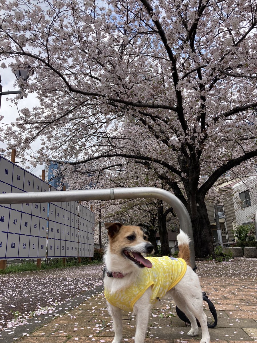 舞い散る桜も綺麗だね
#ジャックラッセルテリア