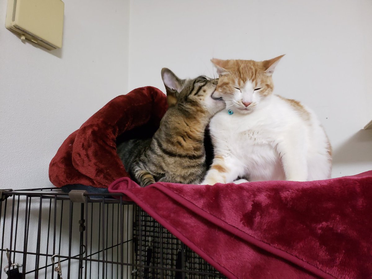 ねこ好きさんと