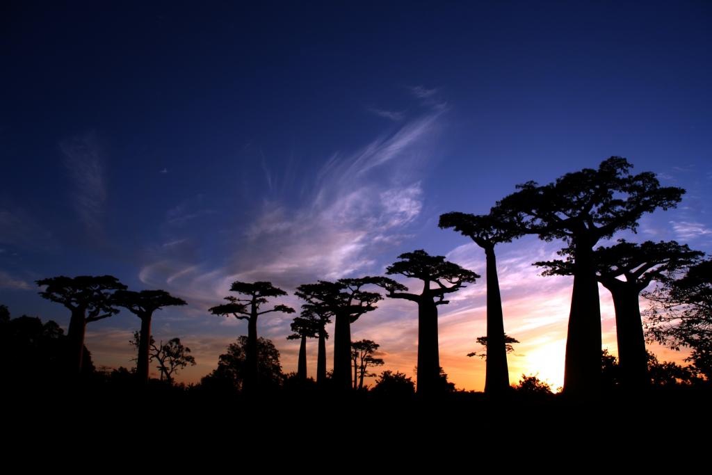EmergencesNoirs's tweet photo. #THREADS 🧵 LES 18 CHOSES INCONTOURNABLES À FAIRE À MADAGASCAR
Située dans l’océan Indien,l’immense #île de #Madagascar,est un lieu de découvertes et de voyages.Entre son climat,sa faune,sa flore,ses paysages et sa population adorable,comment ne pas tomber amoureux de cette île https://t.co/jfCdBQcxts