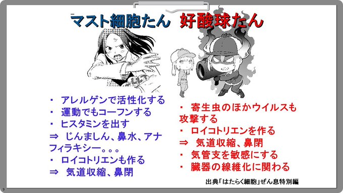 …彼女たちの役割を簡単にまとめると⤵︎アナフィラキシーや食物アレルギーで主役なのが↙︎マスト細胞たんで💧喘息🫁など難治化