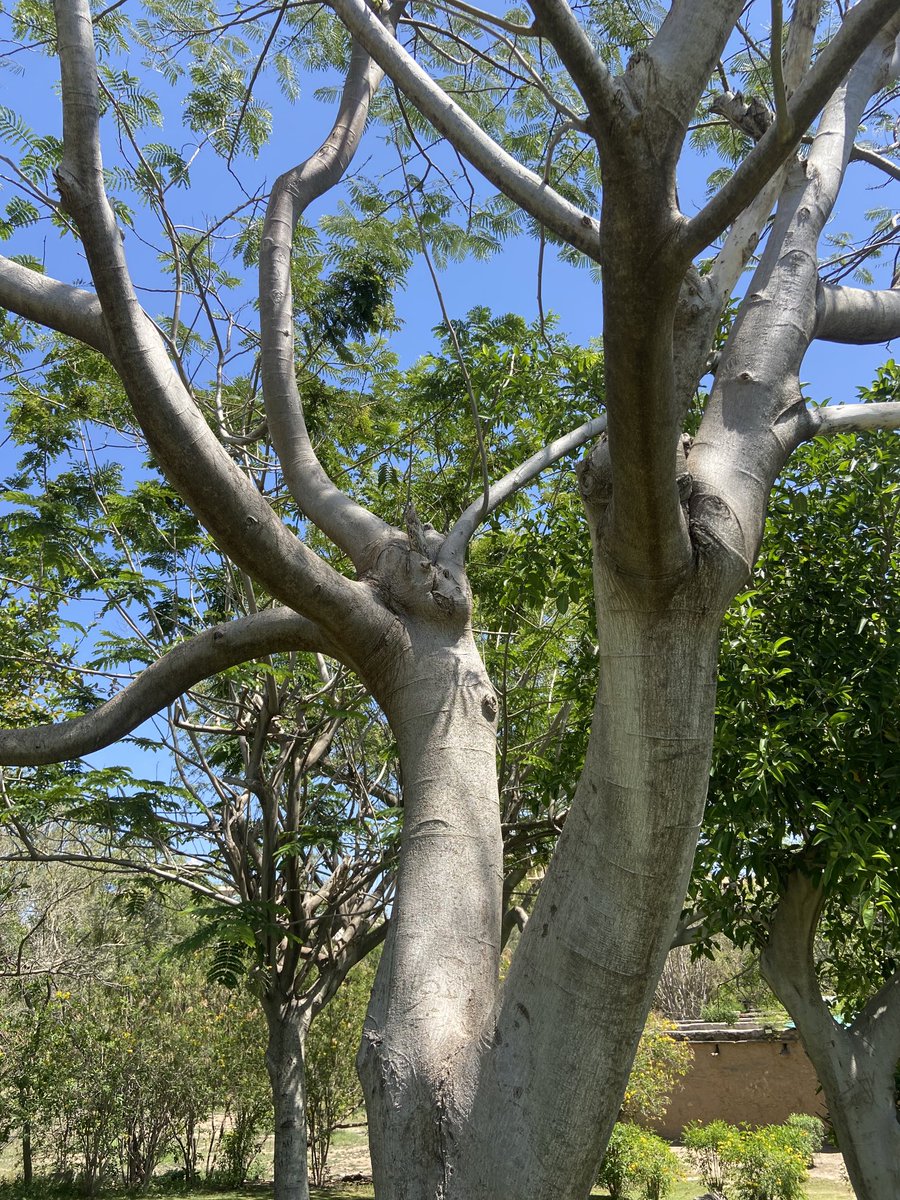 TaraMahakaal's tweet image. Trees are born beautiful. 
⁦@keeper_of_books⁩ 
⁦@mathilebrandts⁩ 
#Nature #Trees #TreeFriends #Beauty #Life #SaveTrees #RespectNature