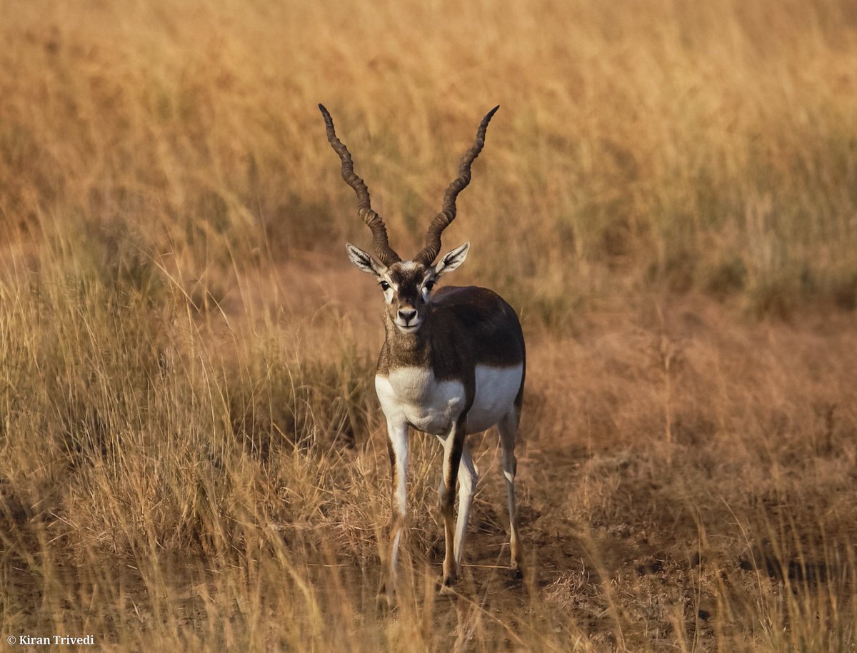 BLACKBUCK 

Blackbuck National Park Vedavadar 

#NatGeoYourLens #YourLens #sonybbcearth #earthcapture #natgeotravel #natgeowild #NatGeoTravellerIndia #natgeoyourshot #natgeotravel #natgeoindia #natgeoindia #india_clicks #natgeotravel #wildlifephoto #wildlife_clickers_