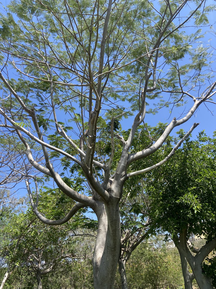 TaraMahakaal's tweet image. Trees are born beautiful. 
⁦@keeper_of_books⁩ 
⁦@mathilebrandts⁩ 
#Nature #Trees #TreeFriends #Beauty #Life #SaveTrees #RespectNature