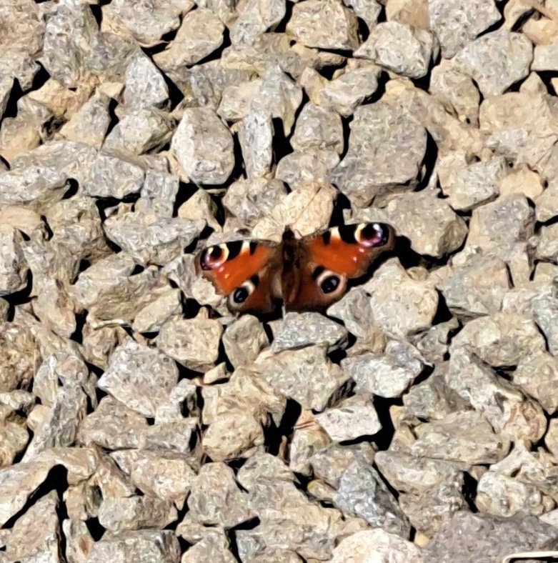 今日見つけた蝶々はクジャクチョウと言うらしいです。
成虫で越冬して春に活動をはじめるなんてたくましいチョウですね！
この雪の中どこにいたんだろう…？
center.shiretoko.or.jp/natureblog/202…