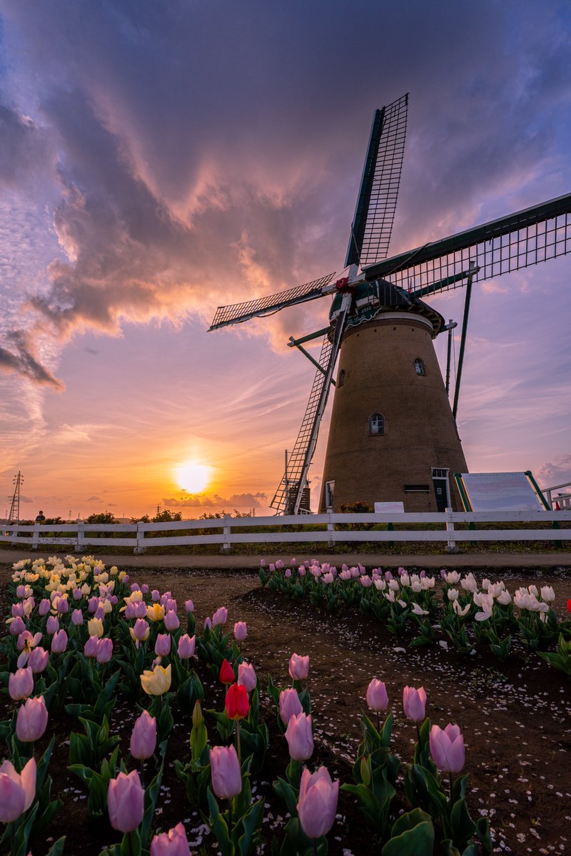 夕陽を浴びる色とりどりのチューリップ