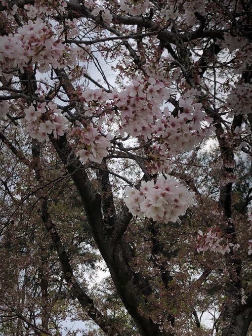  二人ともお疲れ様♪むさしの村で撮った桜だよ！！ 