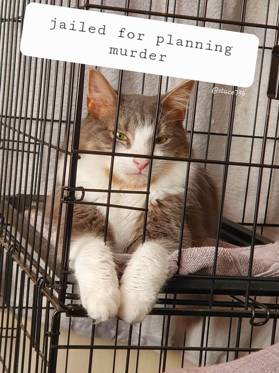 Stace73bgaming's tweet photo. Unfortunately there will be no stream today *cry 😭* but I will be back next week! I'll leave you with the mischievous Grayson... #twitch #gamergirl #weekend #CatsOfTwitter #smallstreamer #twitchaffiliate https://t.co/AMFMU7UIxT