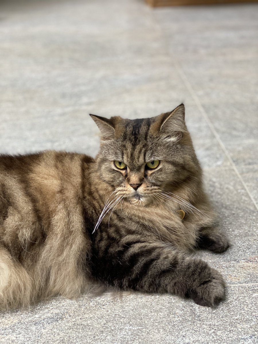 ellrucchi's tweet photo. @Genshinmem What I got vs My cat
#GenshinImpactMeow https://t.co/g70mkBhv1k