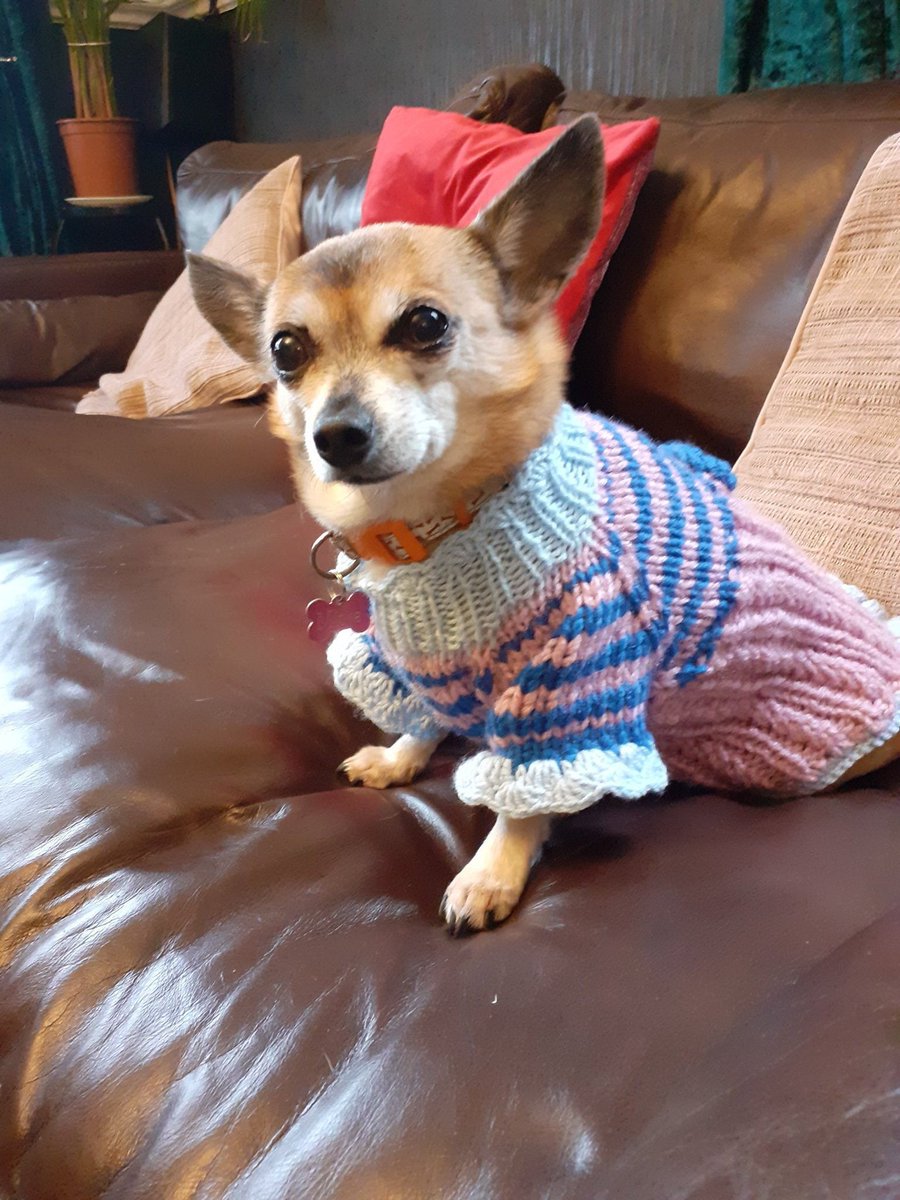 TulinekW's tweet photo. Excited to share the latest addition to my #etsy shop: small dog dress merino york sweater knitted s size dress crochet chihuahua coat handamde pet sweater crochet dog sweater-pinscher coat https://t.co/XJ5TBncGvC #blue #christmas #knittingdogjacket #handmadedogjakcet https://t.co/4UpxTutMTg