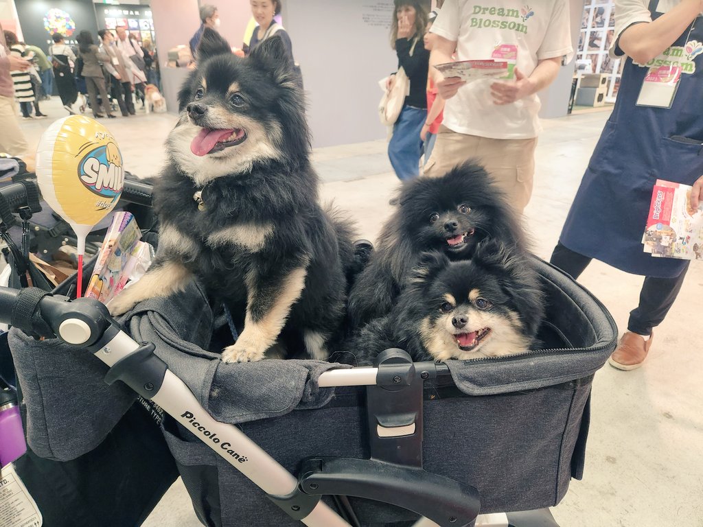 Canarys0313's tweet photo. わんちゃんパラダイス💕
最後にとても素敵なモデル犬登場!!!
あぁぁぁぁぁぁぁぁ可愛い💕
さて、都内移動して夜は⛪二次会🎤
切り替えていきましょ✨
#HungerforWords
#トーキングペット
#ドリームブロッサム
#インターペット2023 https://t.co/rFKSNR2IOu