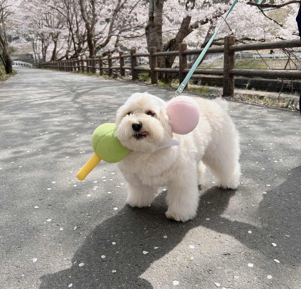 Krmhan_0831's tweet photo. 今年も団子さんとお花見散歩🌸 https://t.co/6Nb6P3drs6