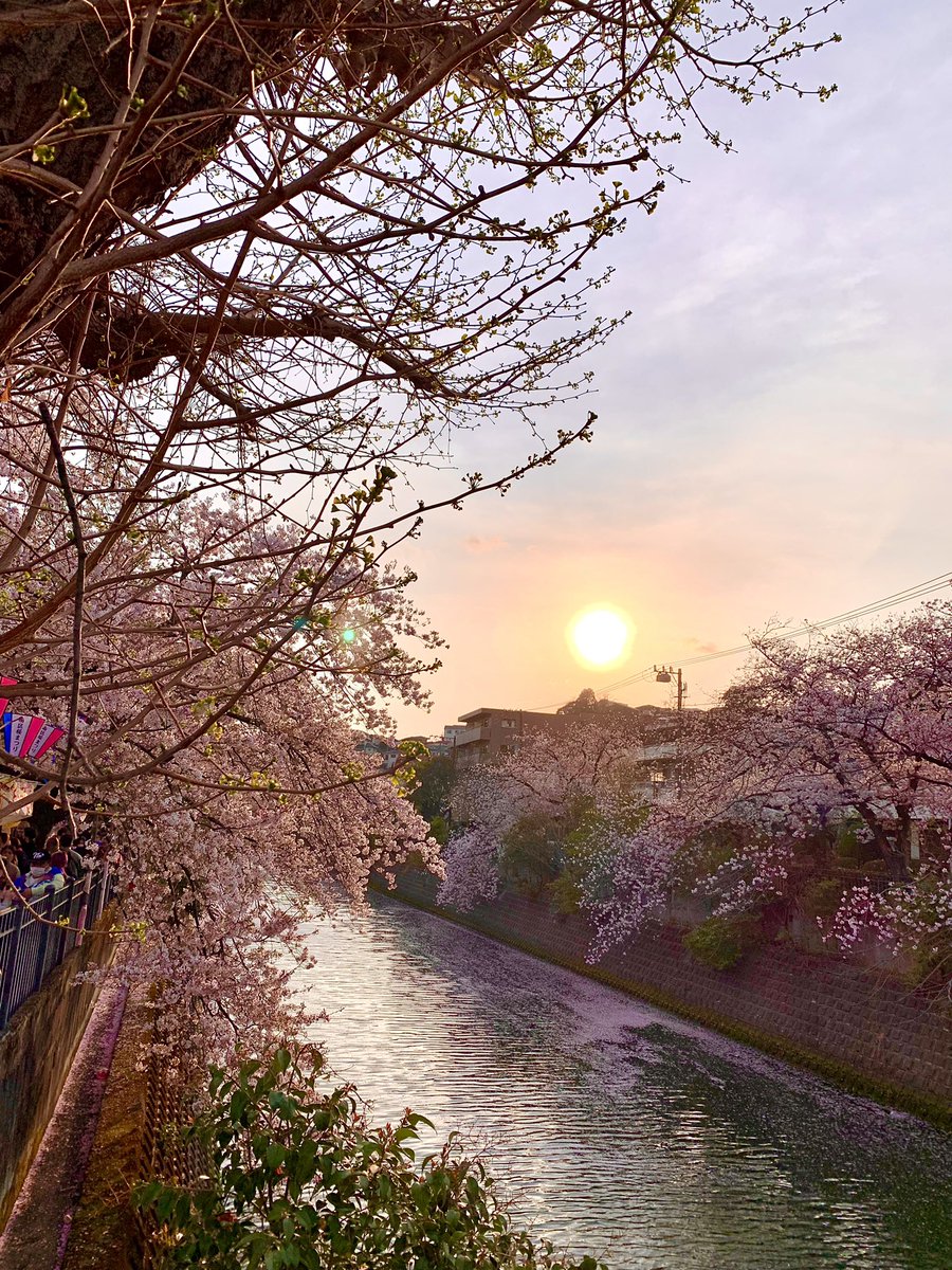 今年の見納めかな🌸
