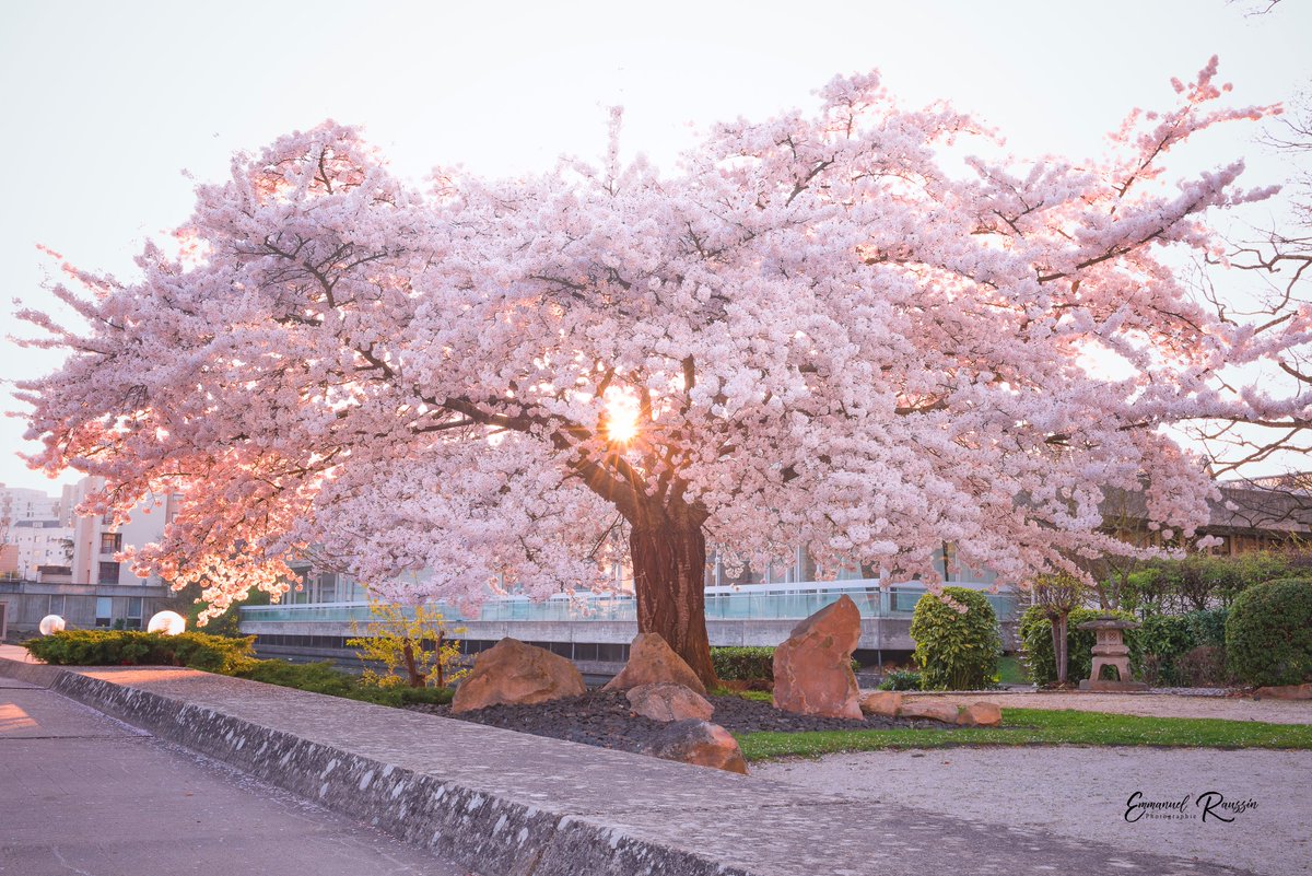 Manphotto's tweet photo. @DailyPicTheme2 Spring in the city.
#spring #evry #japanesecherrytree #sunset https://t.co/QHKAQeSc39