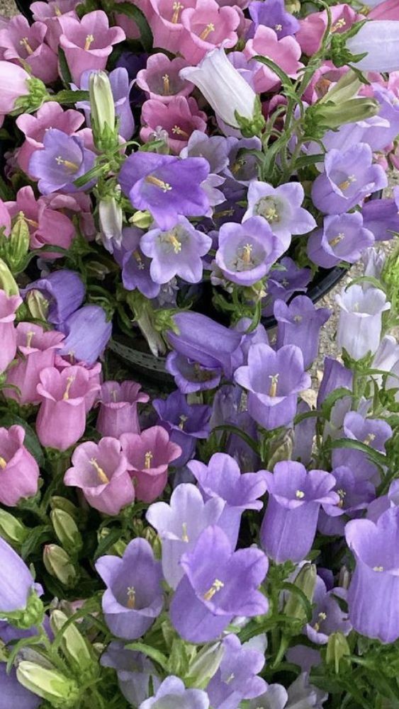 🌿🌼🧺 (@peacozy) on Twitter photo 