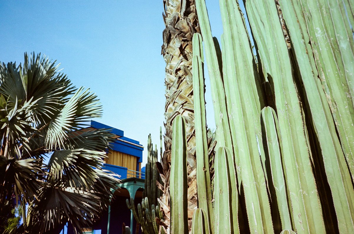 hyunsguns's tweet photo. Had fun with the Ricoh R1 in Jardin Majorelle #marrakech #kodakportra #ricoh #filmphotography https://t.co/d4fvqbDw5y