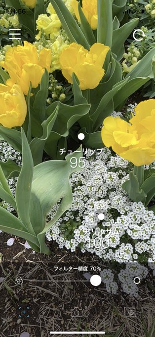 子供と春を楽しめる最強無料アプリといえば「ハナノナ」お花にスマホをかざすだけで花の名前がわかるからドラえもんのひみつ道具
