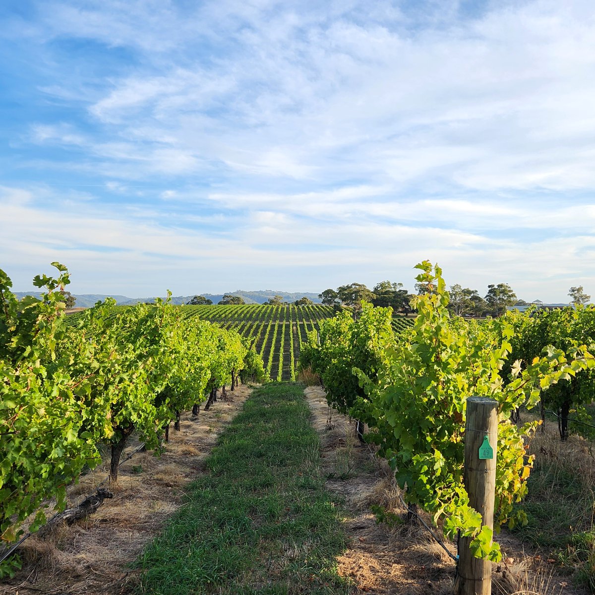 It's almost time to say goodbye to the green corduroy to make way for the return of russet and gold.🌱🍂  

It's almost too hard to pick a favourite. We'll leave it you. 😉 

📷 @paracombewines  

#adelaidehillswine #adelaidehills