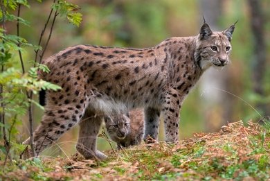 For those living within the UK, I would be very grateful if you could help out a friend of mine doing a PHD focusing on lynx reintroduction. Just answer the questions in the link below honestly to help out!
kentpsych.eu.qualtrics.com/jfe/form/SV_eD…