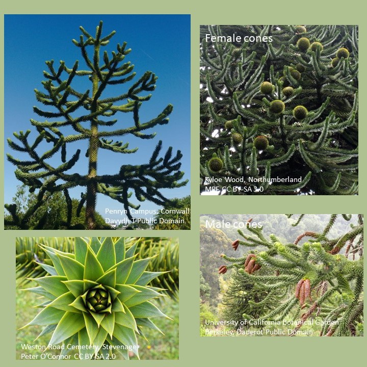 BUCBotany's tweet photo. Monkey puzzle tree (Araucaria araucana), #gymnosperm, member of #Araucariaceae. Mostly trees of one #sex (aka #dioecious). Sharp-pointed, leathery #leaves. Seeds dispersed, and eaten, by #animals, #birds and people. Originates in south-central #Andes, now grown worldwide. https://t.co/yYckSO46Ph