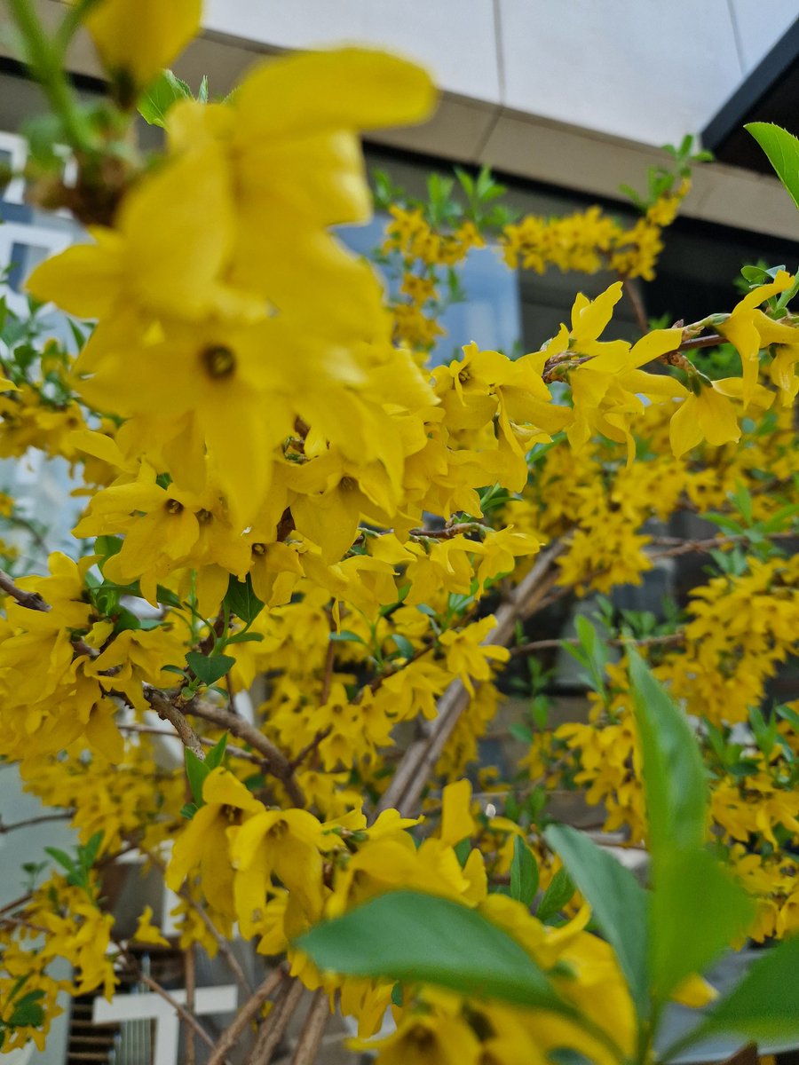 Би хаана бх уу? Дэлхийн нэг талд гоё хавар болж бх юм... гоё өнгөтэй цэцэгс бүрд дуралдаг...