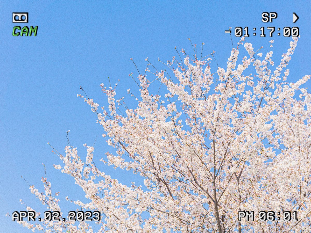 pixelmoong's tweet photo. 🌸봄🌸 https://t.co/GkpXQwr0T4