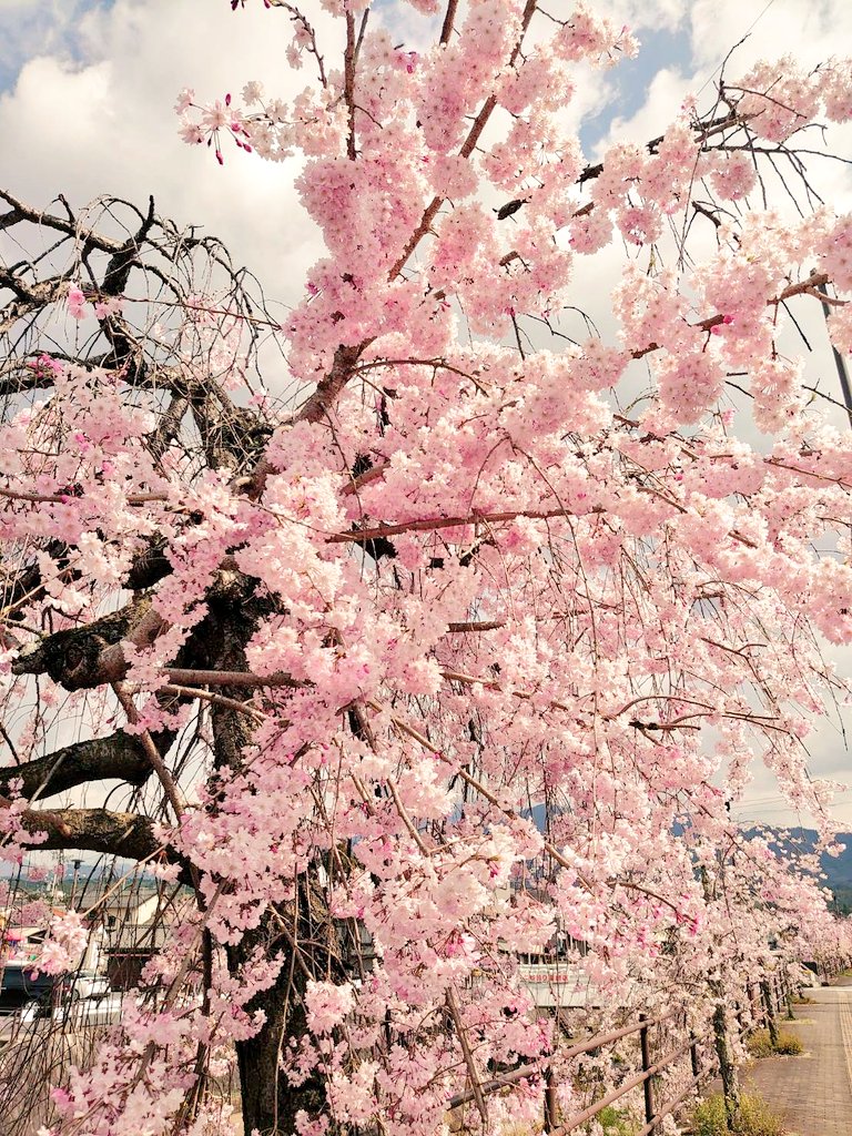 「今日は母の誕生日なので祖母の家に行ってケーキとお寿司食べて近所の桜を見た 」|いぬやまりこ＠連載中のイラスト