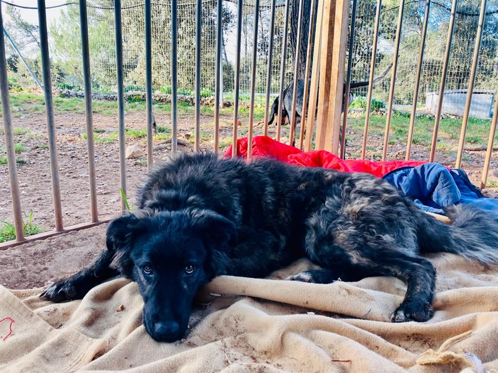 Adopte_un_chien tweet media