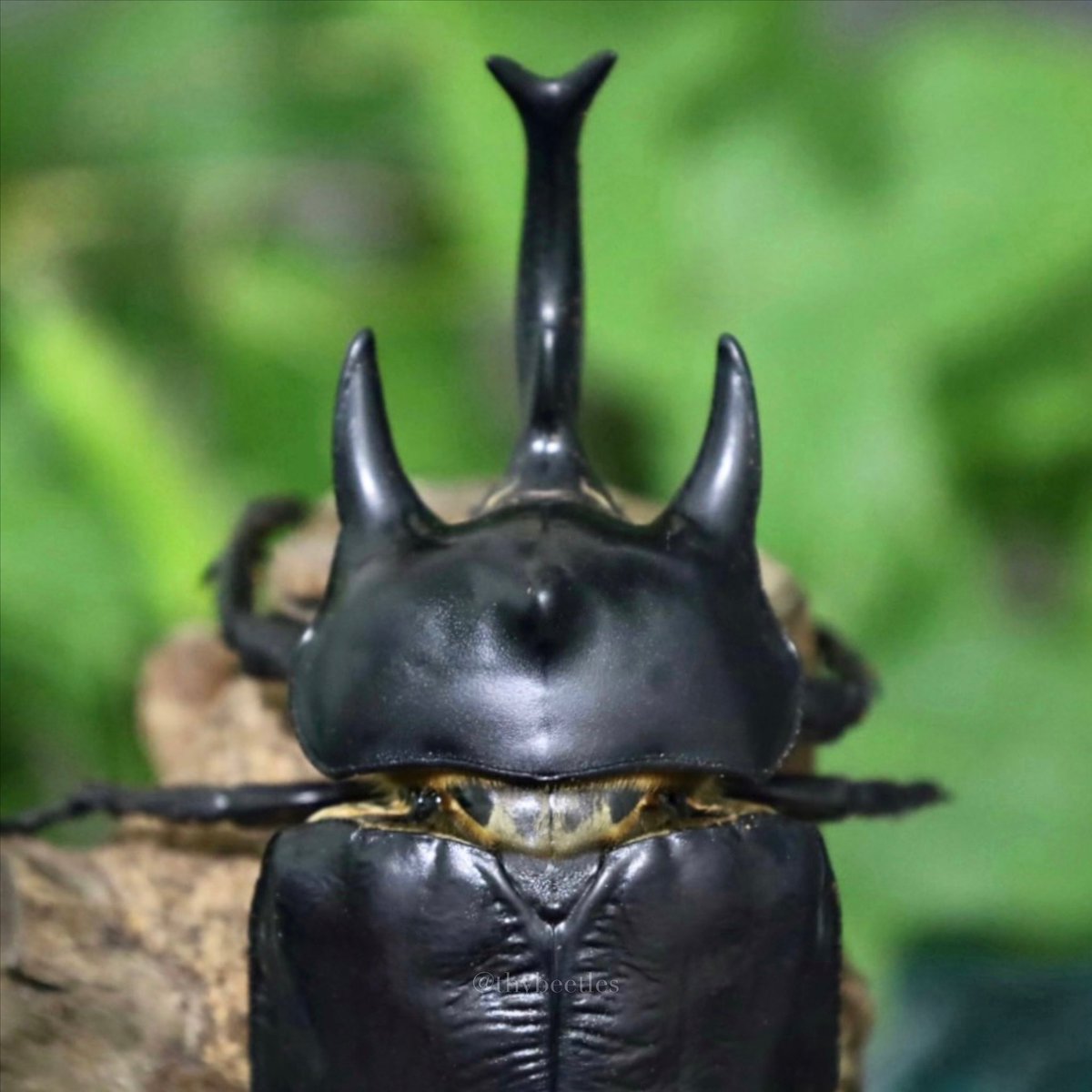 THYbeetles's tweet photo. Megasoma actaeon 
亞克提恩大兜蟲 https://t.co/rVpde00x9J