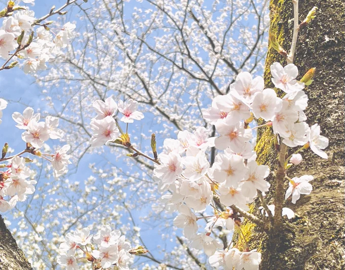 やっぱ桜はいいよな…… 