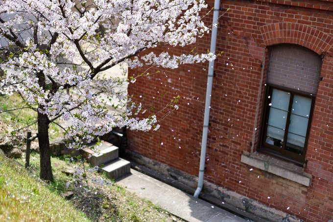 ねえ、秒速5センチなんだって桜の花の落ちるスピード。秒速5センチメートル。 