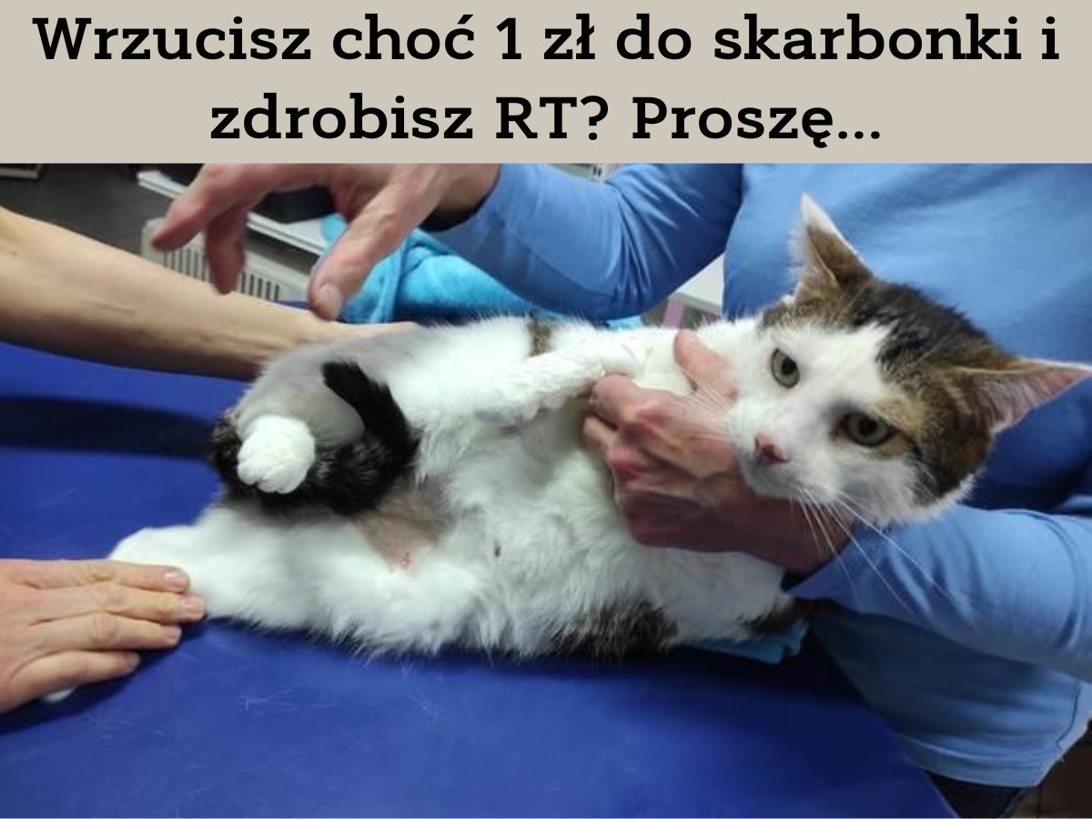 czlowiekikot's tweet photo. Eduś trafił pod opiekę @F_FELINEUS po śmierci właściciela. Niestety okazało się, że jest nosicielem kociej białaczki

W ostatnim czasie gorzej się poczuł. Badania wykazały zapalenie pęcherza 
Eduś jest w trakcie leczenia i bardzo prosi o grosik wsparcia

https://t.co/7Z2BhHIesZ https://t.co/eZ3ulhtP7t