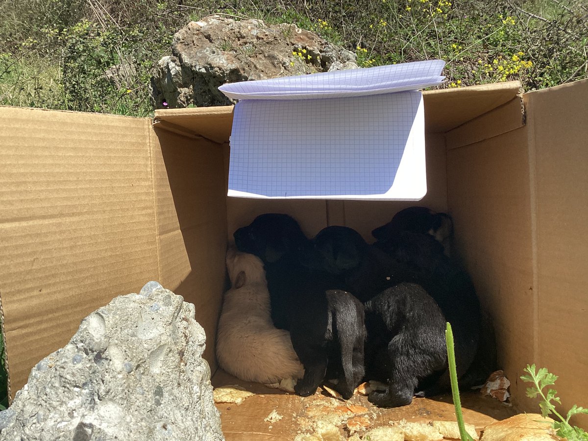 GalinaRako's tweet photo. @GillyMeeky Thank you so much…many  dogs  will  have  full  bellies https://t.co/kOUy5mqMVO