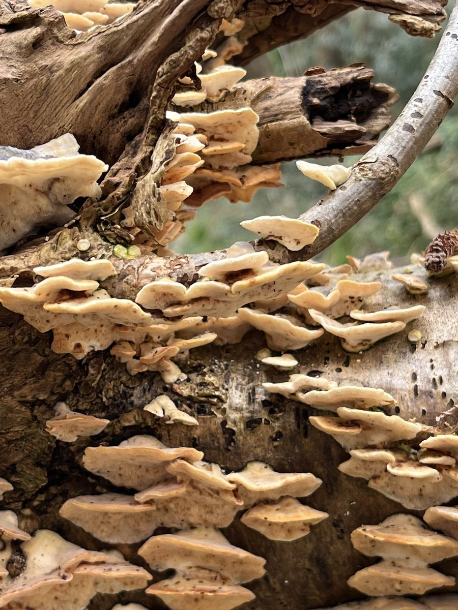 Dawn (@mdg219) on Twitter photo Took a stroll to <a href="/iowdonkeys/">IOW Donkey Sanctuary</a> for a delicious goats cheese salad and spotted this wonderful bracket fungus en route Took a stroll to <a href="/iowdonkeys/">IOW Donkey Sanctuary</a> for a delicious goats cheese salad and spotted this wonderful bracket fungus en route