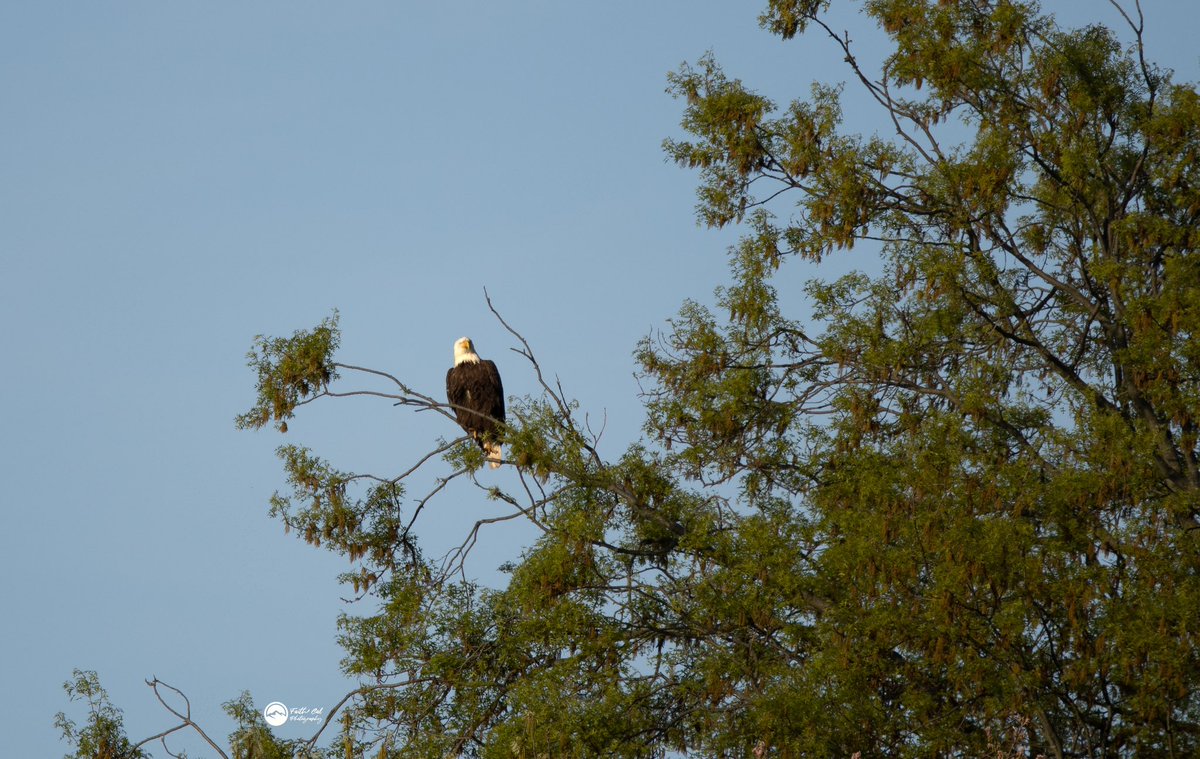 thebirdnerd7's tweet photo. 🦅 
•
#eagle #eagles #baldeagle #baldeagles #baldeaglesofinstagram 
#birdofprey #birdsofprey #birdwatching #birdphotography #bird #backyardbirds #backyardbirding #backyardbirdwatching #birdingphotography #birding #wildlifephotography #wildlife #photography #nature #naturelovers https://t.co/G54XPMy9dx
