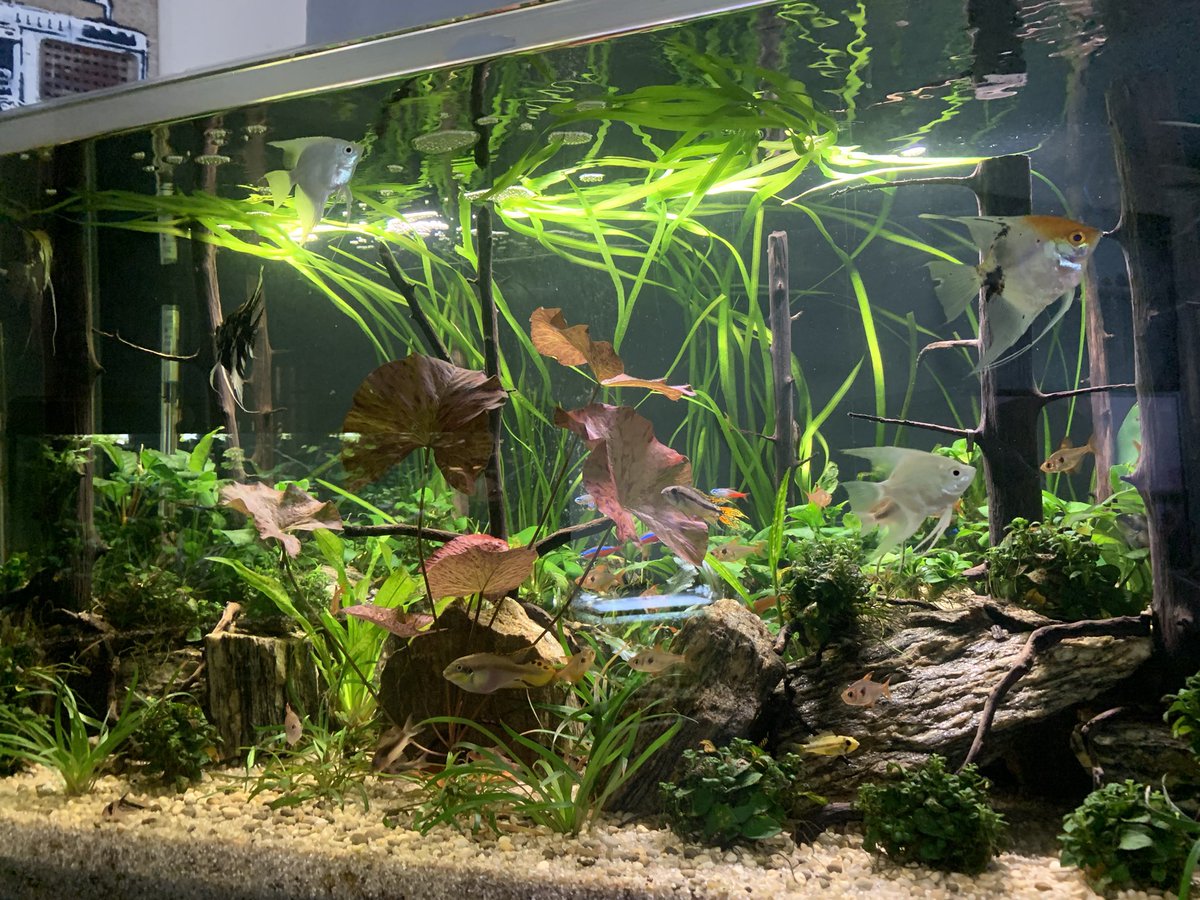 BgnAquariums's tweet photo. Just planted Vallisneria spiralis Red along the rear of my forest scape #plantedaquarium #fluval #plantedtank #tropicalfishhobby #fishkeepinghobby #aquascapinghobby #maidenheadaquatics #rainbowfish #cichlids #kribensis #cardinaltetra #electricblueram #germanblueram #greenphantom https://t.co/qVpEZyT5yh