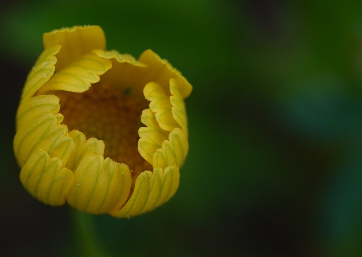VaNiPaLeTi's tweet photo. Some Sundays you sacrifice sleeping in ๐ just to soak in nature unfolding โค๏ธ
#twilightzone
#wildflowers
#backyardphotography
#Texasspring
#Corndaisy
#macrophotography https://t.co/OkfX5C2PPE