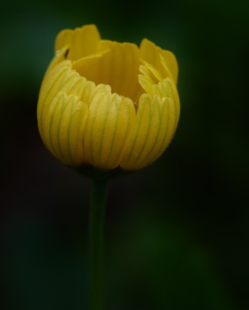 VaNiPaLeTi's tweet photo. Some Sundays you sacrifice sleeping in ๐ just to soak in nature unfolding โค๏ธ
#twilightzone
#wildflowers
#backyardphotography
#Texasspring
#Corndaisy
#macrophotography https://t.co/OkfX5C2PPE