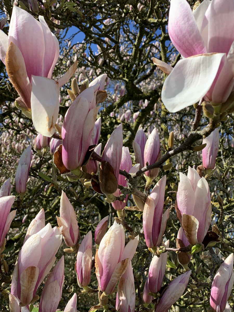 mariacggnoord's tweet photo. De #magnolia in de tuin van de #menkemaborg wordt elke dag mooier. Met #pasen is hij naar verwachting op zijn #paasbest https://t.co/Fkmmp4t6v0