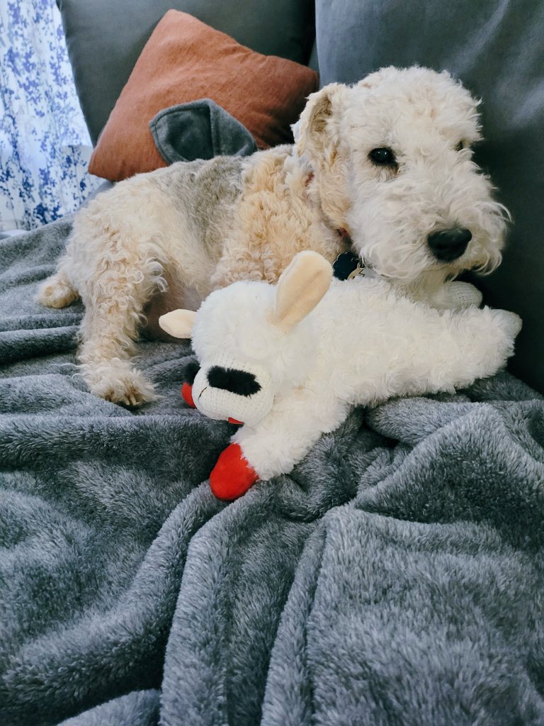 BuellerL's tweet photo. I went to Trevs vet yesterday who diagnosed I have bad infection my vet missed 😕 Am now on pills,"don't put that there" ointment, &amp;"that was ruuude" rinse 🙅‍♀️🐶 Hoos are upset other vet didn't catch infection, but noticed blood in urine.I also got 1st lamb chop toy #dogsoftwitter https://t.co/skxzyGiRLS