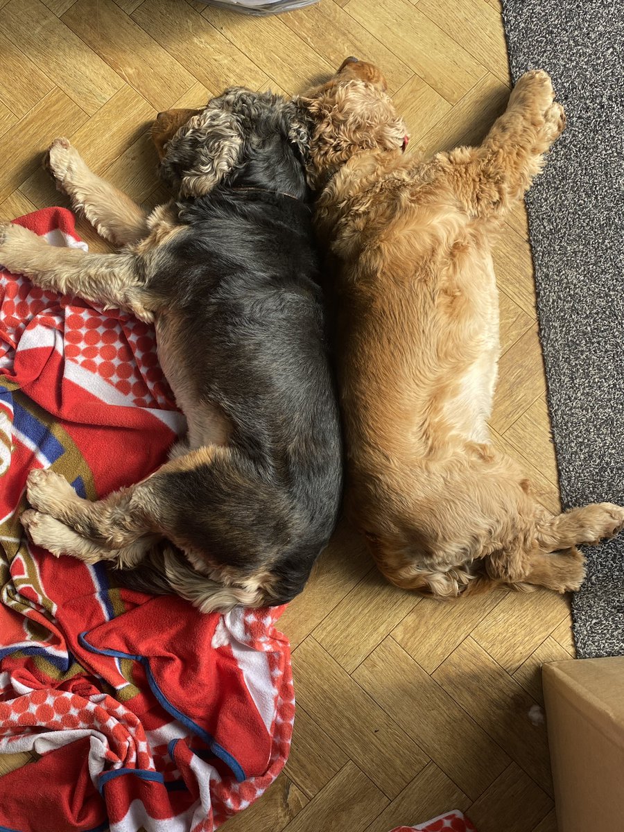 CockerShow's tweet image. Sunday afternoon nap time - wiv my best gal. #showcockerlove