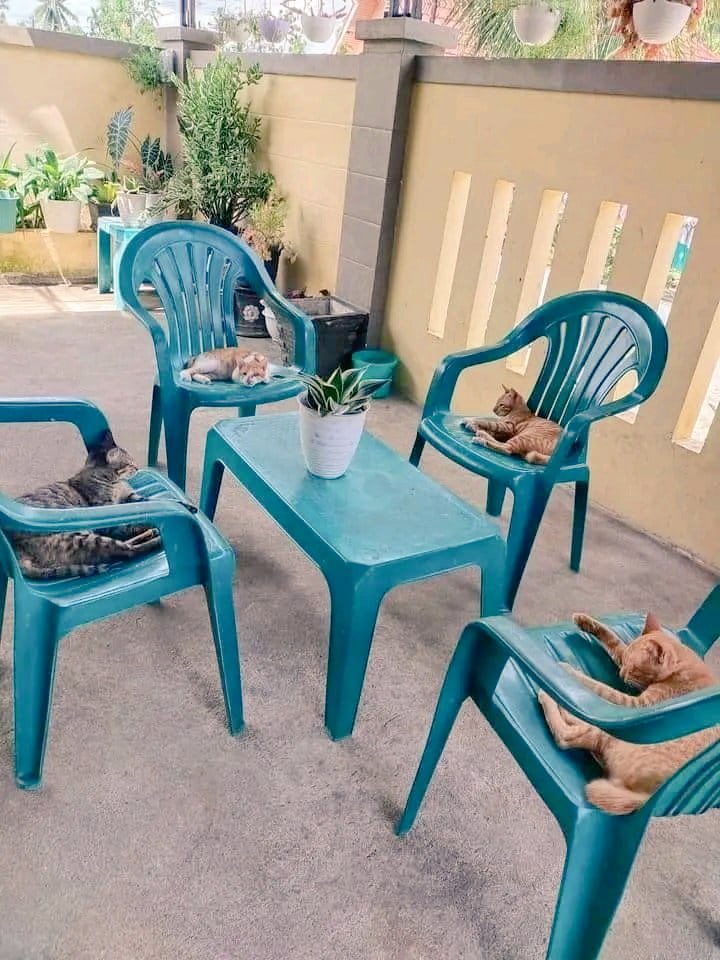 Lazy Sunday😸🐾

#CatsOfTwitter 
#CatsMeeting 
#LazySunday